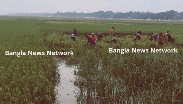 ধান কাটতে শ্রমিক-সংকট মেটাতে তিন শুল্ক স্টেশন বন্ধ করে দিয়ে মাইকিং চলছে