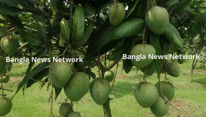 রংপুর থেকে ৩৫ হাজার টন হাড়িভাঙ্গা আম সংগ্রহ