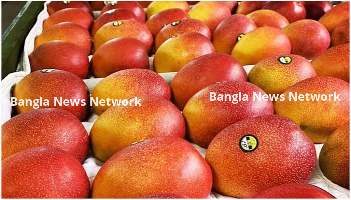 বিশ্বের সবচেয়ে দামি এই আমের কেজি সাড়ে ৩ লাখ টাকা